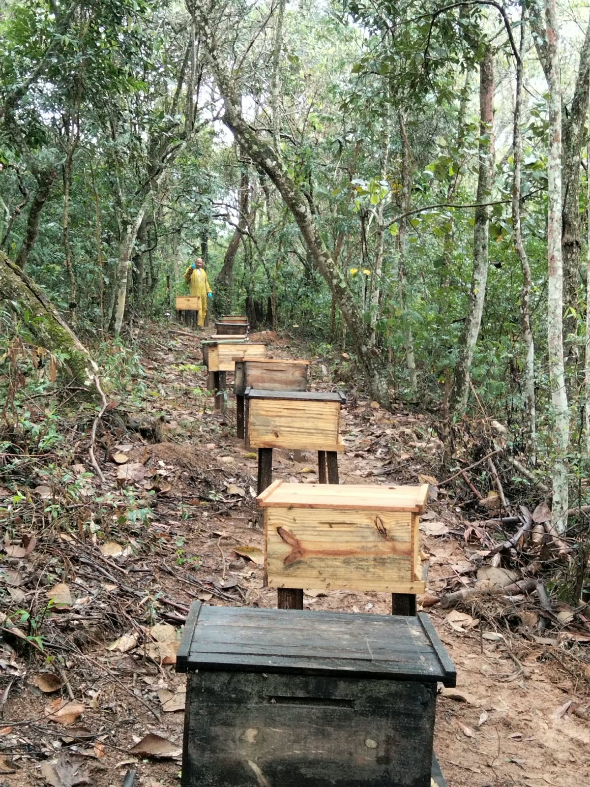Implantação profissional de apiário em área adequada